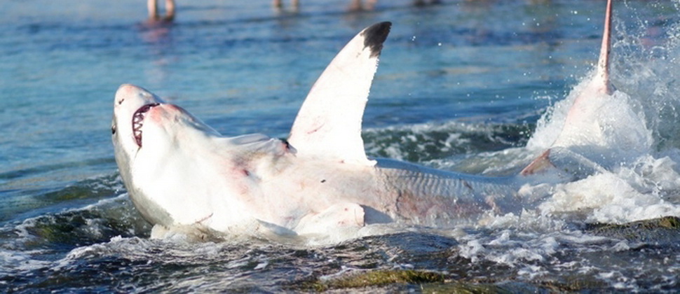 Suiti köpək balığının boğazında qaldı-Video