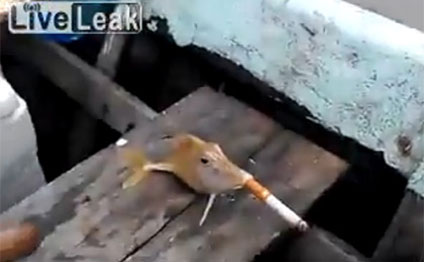 Bu balıq siqaret çəkir-Video