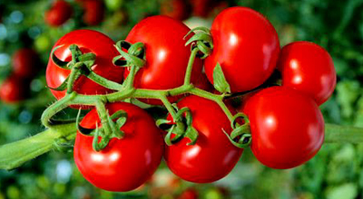 Rusiyaya qarşı pomidor aksiyası-Video
