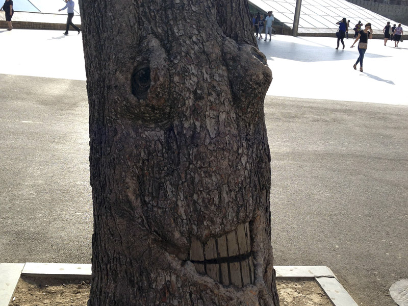 Bakıda gülən ağac…