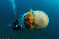 200 kiloqramlıq meduza