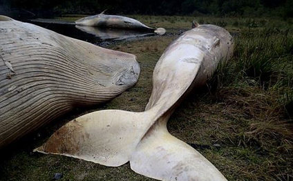 Balinalar intihar etdi-Video, Foto
