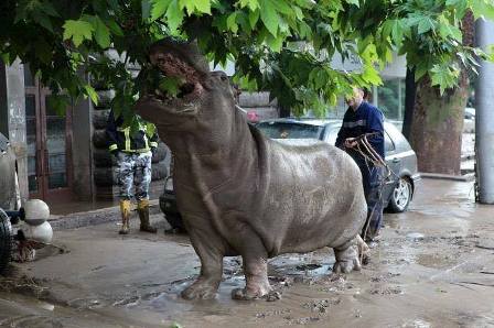 Bakı zooparkı Tiflisdəki heyvanları qəbul etməyə hazırdır