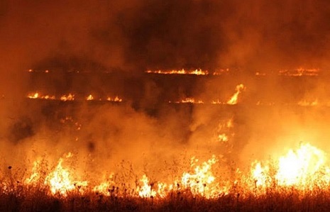 Qazaxda bələdiyyənin 100 hektar ərazisi yandı
