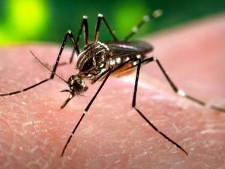 “Zika” virusu bu ölkəyə də çatdı
