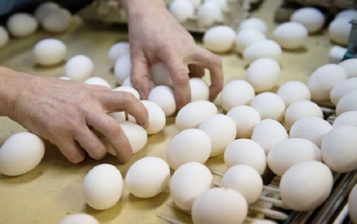 Diqqət: Azərbaycanda viruslu yumurta satılır