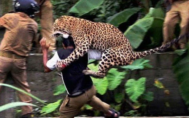 İnsanlar leoparda hücum etdi – Video
