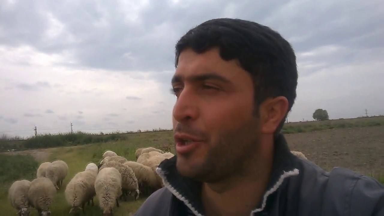 Türkiyə mətbuatı səsi ilə məşhurlaşan azərbaycanlı çobandan yazdı – VİDEO