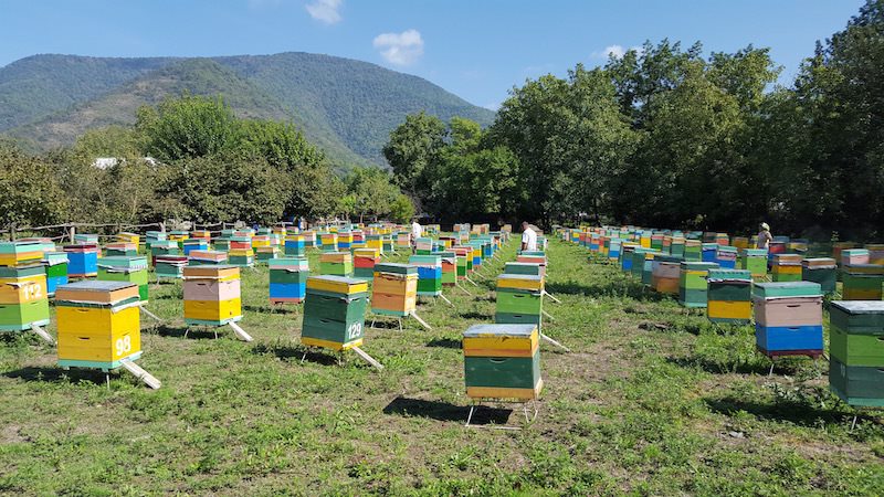 Arıçılıqla məşğul olanlara şad xəbər – Prezident sərəncam imzaladı