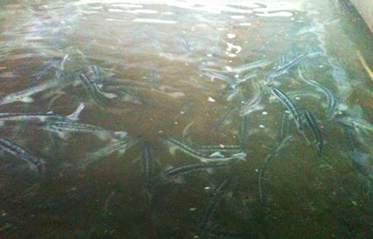 Mingəçevir su anbarında balıqların ölüm səbəbi açıqlandı