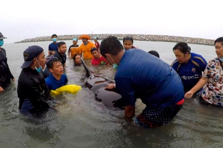 3000 dəniz heyvanının ölüm səbəbi dəhşətə gətirdi – VİDEO