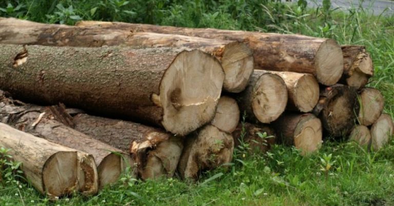 Şimal bölgəsində tədarük olunan oduncağın miqdarı açıqlandı