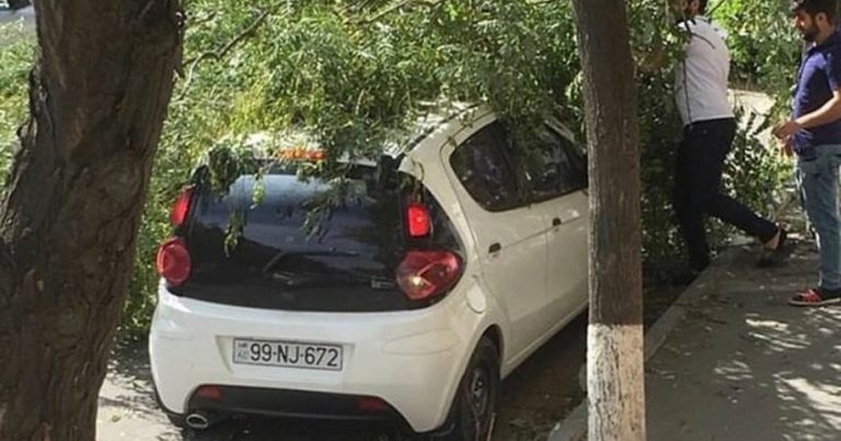 Bakıda 30-a yaxın ağac aşdı – Avtomobillərə ziyan vurdu