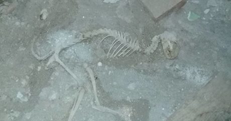 Özbəkistanda dinazavra bənzəyən heyvan skeleti tapıldı