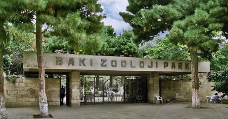 Bakı Zooparkı bağlandı – SƏBƏB/VİDEO