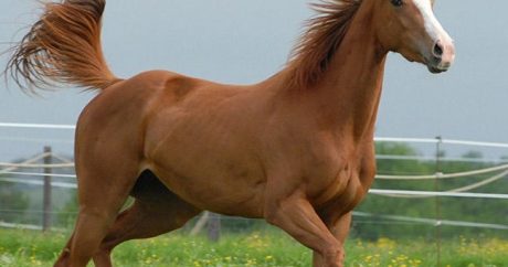 Qarabağ atları Avropaya ayaq açır – İxracına başlanılır