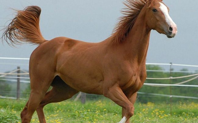 Qarabağ atları Avropaya ayaq açır – İxracına başlanılır