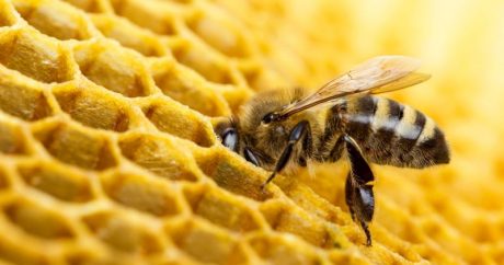 66 yaşlı kişi arı sancmasından öldü