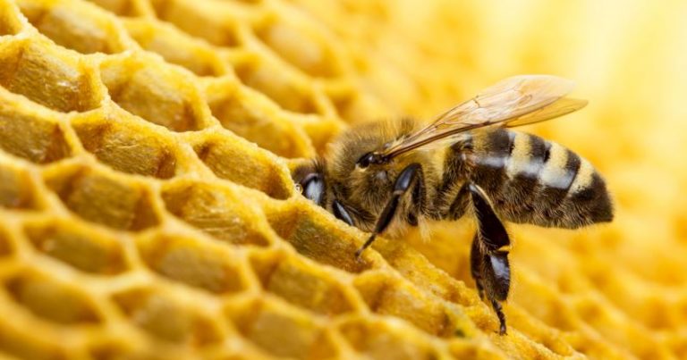 66 yaşlı kişi arı sancmasından öldü