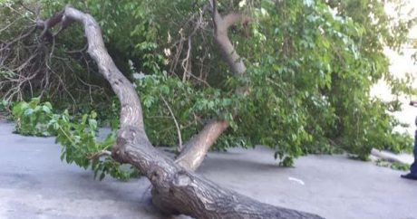 Bədbəxt hadisə – 48 yaşlı kişi kəsdiyi ağacın altında qalıb öldü