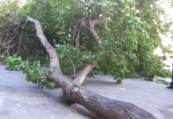 Güclü külək Bakıda 15 ağacı aşırdı – FOTO