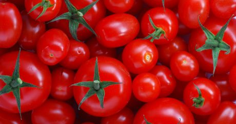 Pomidor Azərbaycanın ixrac edilən mallar siyahısında birincidir
