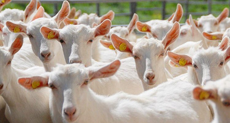 Qaxda çobandan inanılmaz oğurluq: 71 baş keçi… – ETİRAF/FOTO