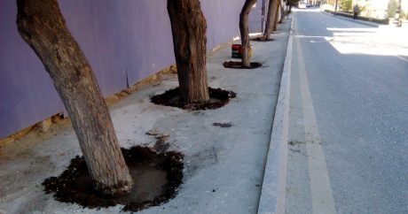 Bakıda ağacların dibini betonlayan MTK ilə bağlı QƏRAR