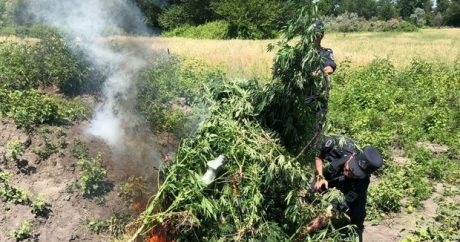 “Xaş-xaş 2020” ƏMƏLİYYATI: Bir tondan çox narkotik bitki yandırıldı – FOTO