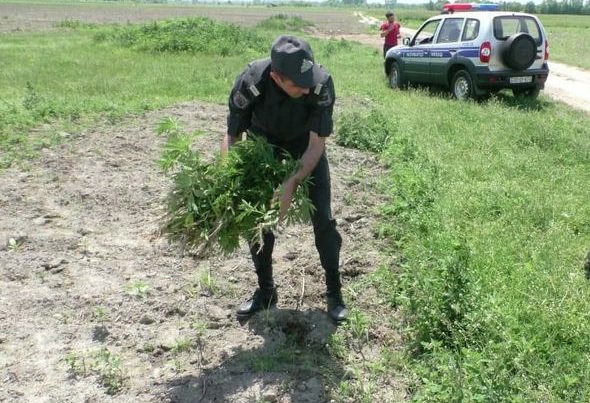 Polisdən ƏMƏLİYYAT – Bir tondan artıq çətənə bitkisi yandırıldı – FOTO