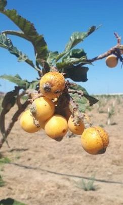 Bakıda jurnalistlərin saldığı bağın ilk barı – FOTO