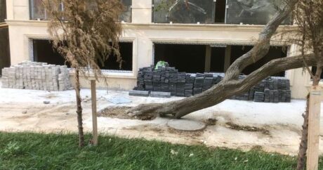 Bakıda ağacın dibi betondan təmizləndi