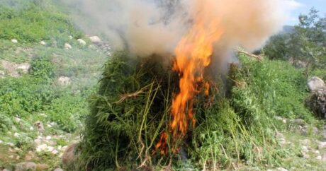 Qusarda bir tondan artıq narkotik tərkibli bitki yandırıldı
