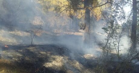 FHN: Goranboyda meşə yanğını söndürüldü
