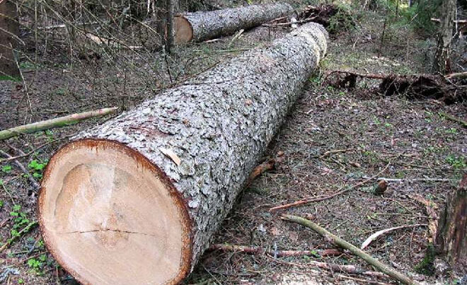 Zaqatalada ağacların kəsilməsilə bağlı cinayət işi açıldı