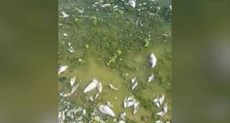 Pirşağı gölündə EKOLOJİ FƏLAKƏT: Balıqlar məhv olur, çirkab suları çimərliyə axıdılır – PROBLEM / VİDEO
