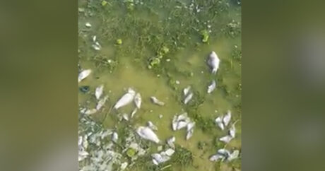 Pirşağı gölündə EKOLOJİ FƏLAKƏT: Balıqlar məhv olur, çirkab suları çimərliyə axıdılır – PROBLEM / VİDEO