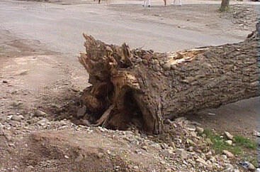 Güclü külək Bakıda 46 ağacı aşırdı