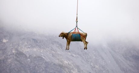 Alp dağlarına çıxan inəklər helikopterlə aşağı endirildi – FOTOLAR