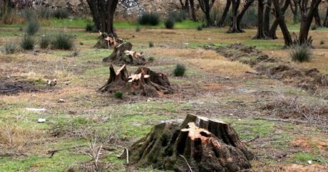 Bakıda 27 ağac kəsildi, cinayət işi açıldı