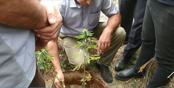 Polis əməliyat keçirdi: Narkotik bitkilər yetişdirən şəxs saxlanıldı- FOTO