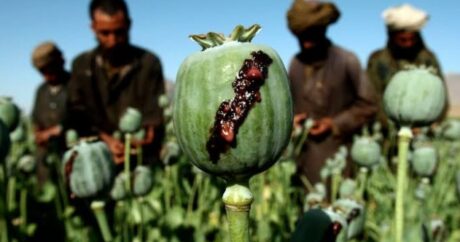 “Taliban” qayıtdı, narkotik 3 dəfə bahalaşdı – Əfqansayağı “sıçrayış”