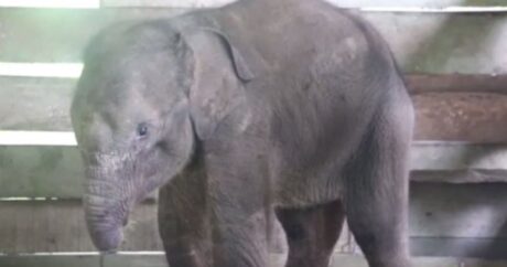 İnsan vəhşiliyi: Xortumu kəsilən fil balası öldü – VİDEO