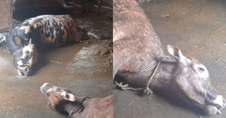 Baytarlıq aptekindən alınan dərman heyvanları tələf etdi – FOTO