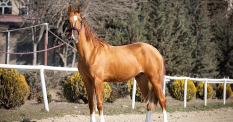 Qarabağ atlarının satışı başladı – FOTO