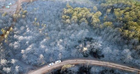 Türkiyədə meşə yanğını: 60 hektar ərazi yandı