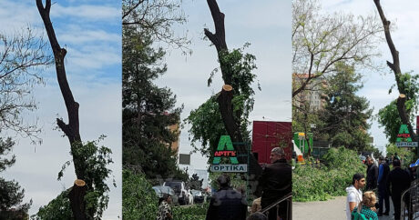 Paytaxtda obyekt sahibi ağacı kəsdi: Ekologiya terrorunda növbəti rüşvət İDDİASI – VİDEO