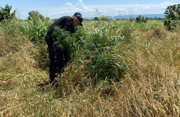 Zaqatalada bir tondan artıq narkotik tərkibli bitki məhv edildi – FOTO
