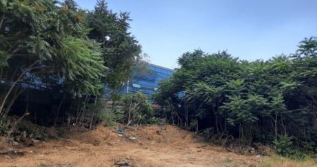 Özəl klinika ağac kəsdiyinə görə cəzalandırıldı – FOTO