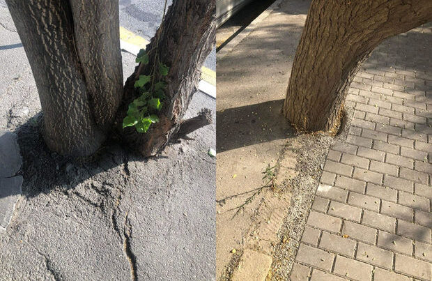 Bakıda ağacların dibləri yenə asfaltlandı – FOTO